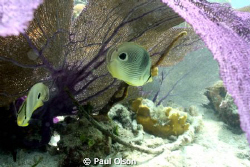 Two Four-eyed Butterflyfish taken while snorkeling at Sal... by Paul Olson 
